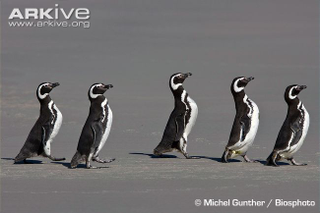 Illustration for article titled Flightless Friday - Spheniscus magellanicus Edition